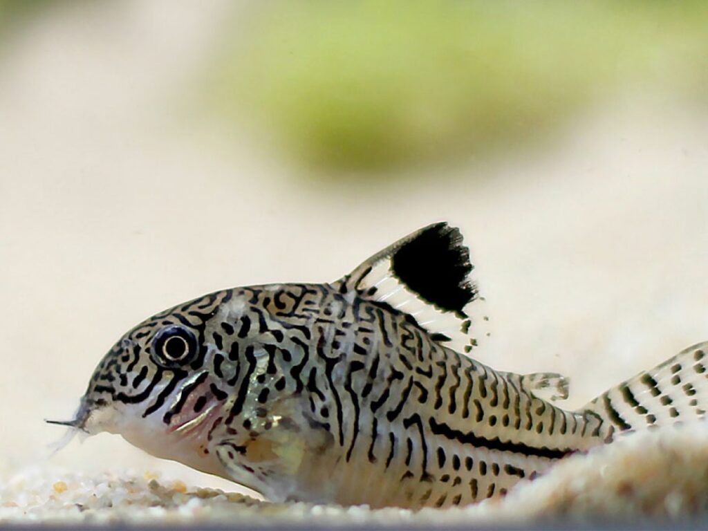 アクアリウムの熱帯魚