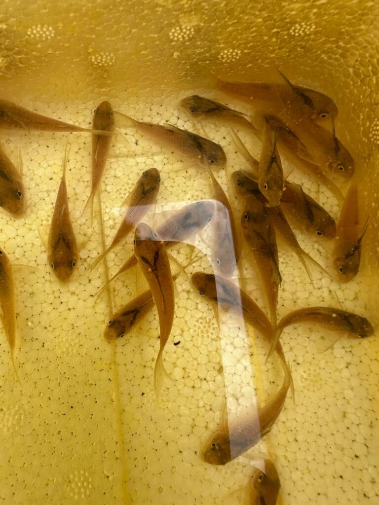 Corydora sp Vitoria