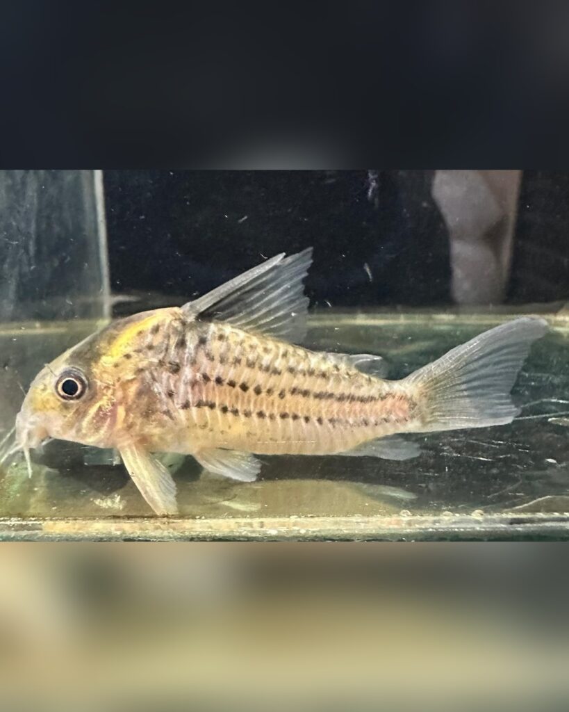 Corridora Schwartz tapajos