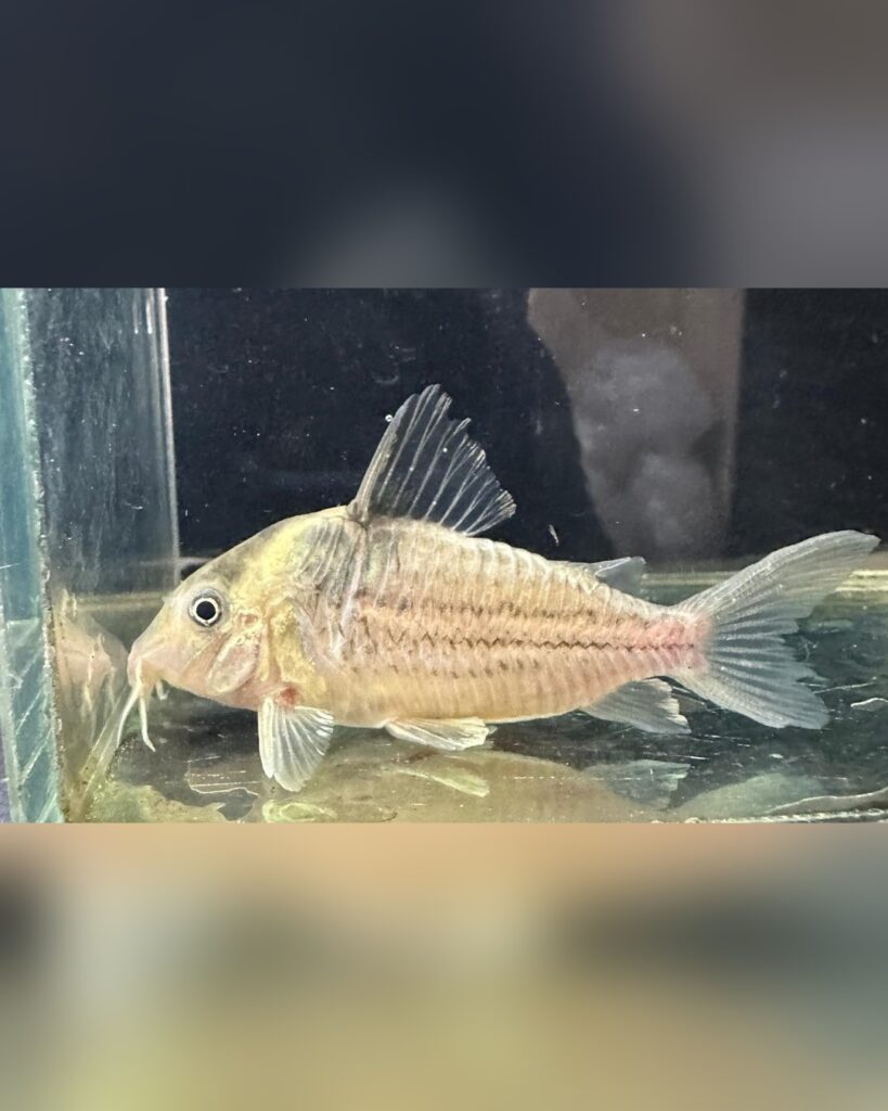 Corridora Schwartz tapajos semi long nosse