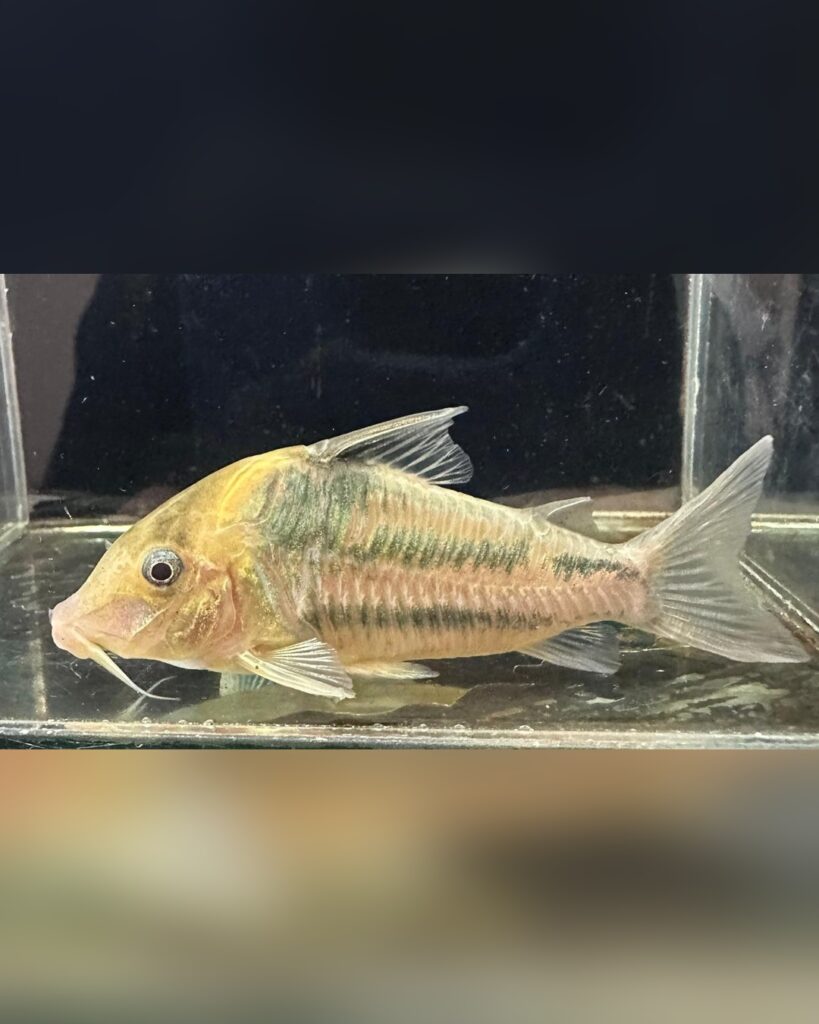 Corridora bifasciata