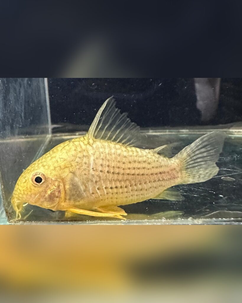 Corridora sterbai
