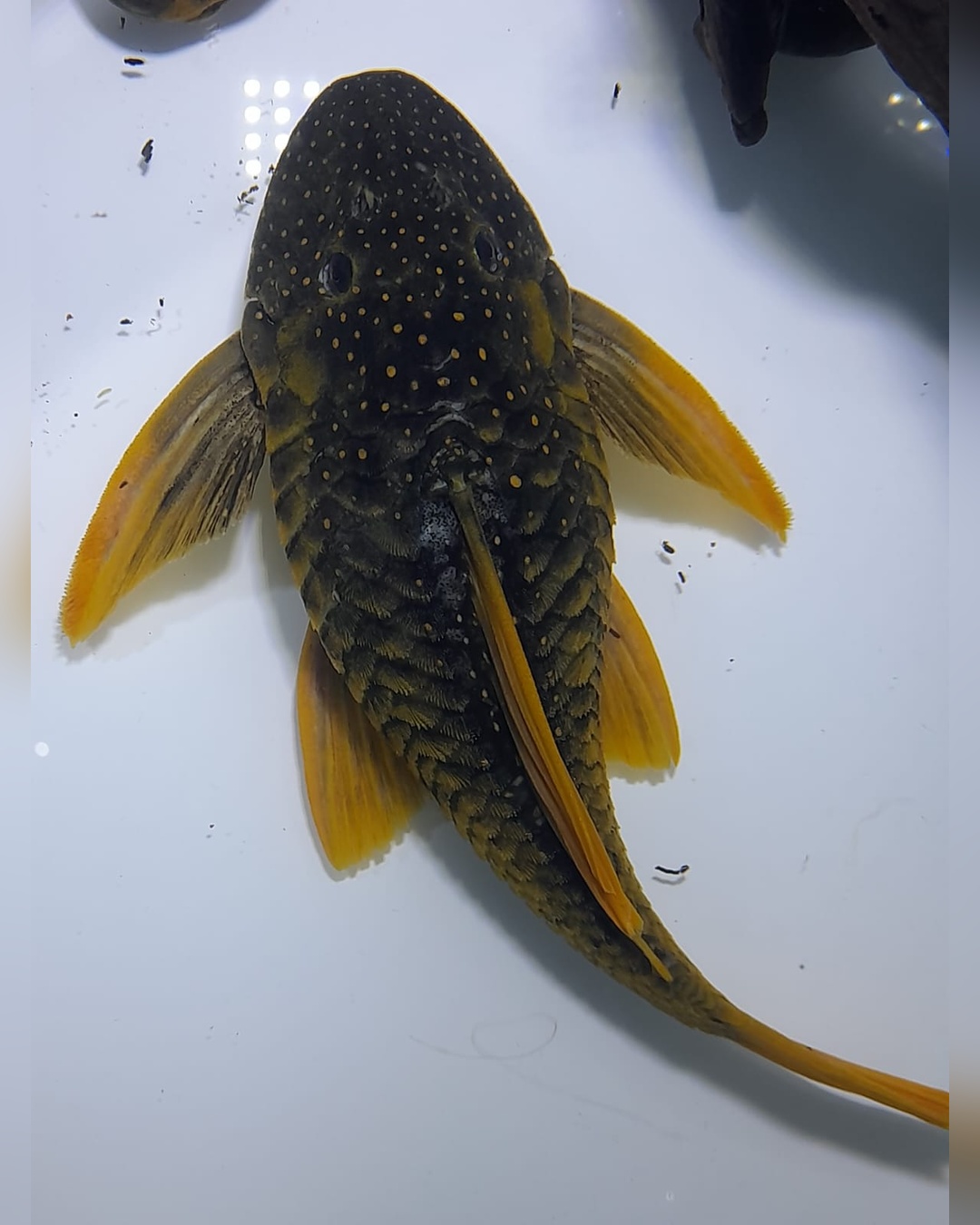 Luteus