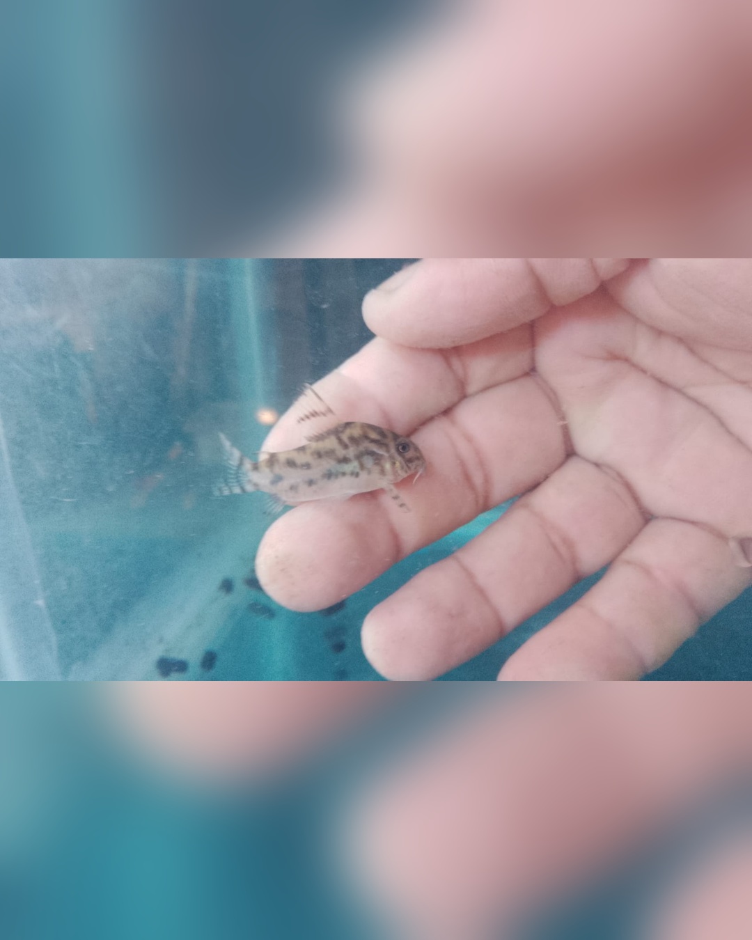 Corydora CW 111
